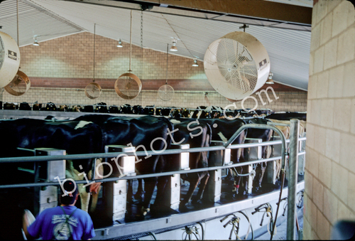 Rotary Milking Machine
