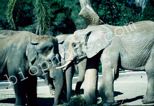 Elephants - Asiatic and African