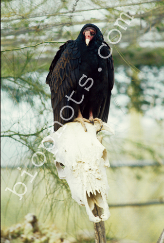 Turkey Vulture (Cathartes aura)