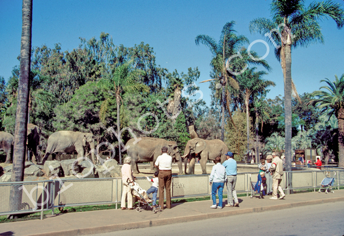 People obseving elephants
