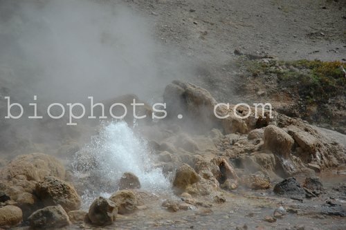 Geyser at Yellowstone