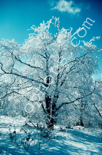 Tree in Rime Frost