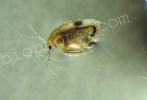 Daphnia pulix a water flea at 4X