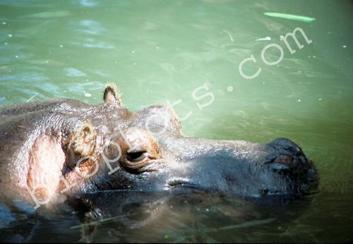 Hippopotamus amphibius