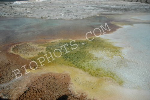 Thermophiles a type of Archaebacteria