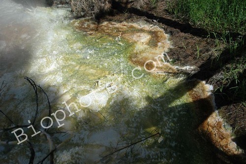 Thermophiles a type of Archaebacteria