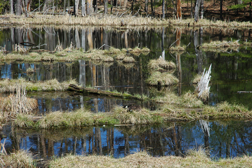 Branta canadensis, Canada Goose
