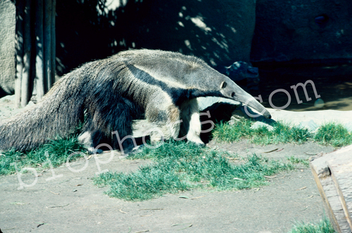Giant anteater
