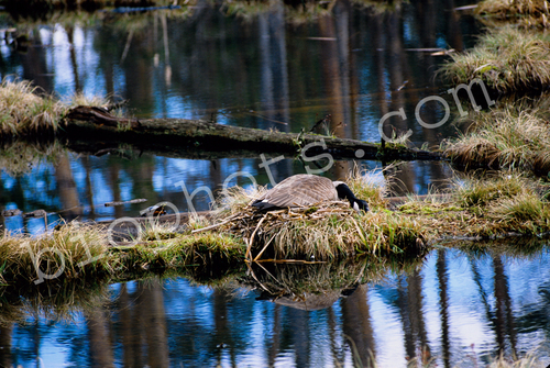 Canada goose, Branta canadensis