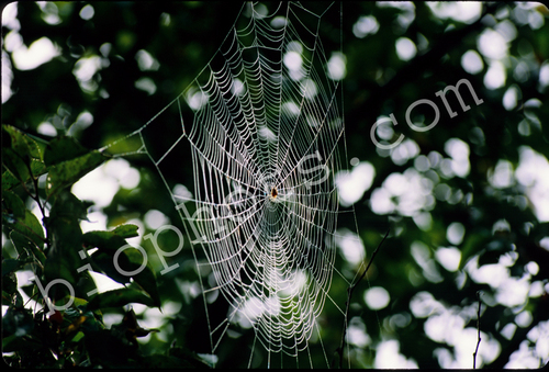 Orb Weaver Spider Web