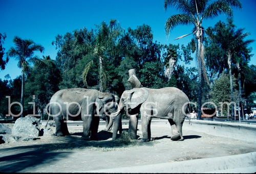 Elephants Indian and African