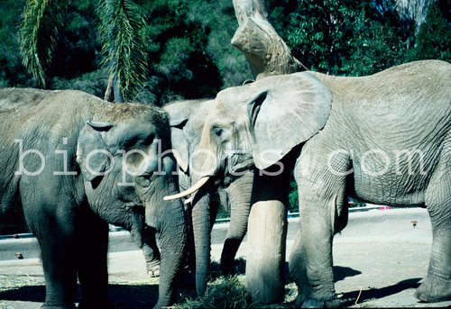 Elephants Asian and African
