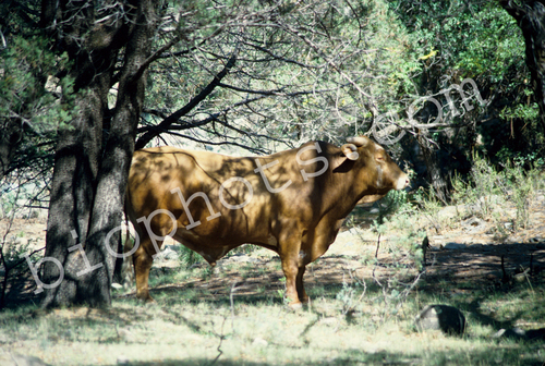 Bull