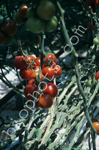 Hydroponic Tomatoes