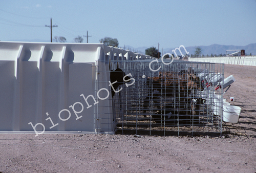 Calf Sheds