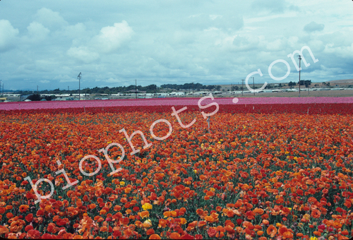Rununculus seed beds