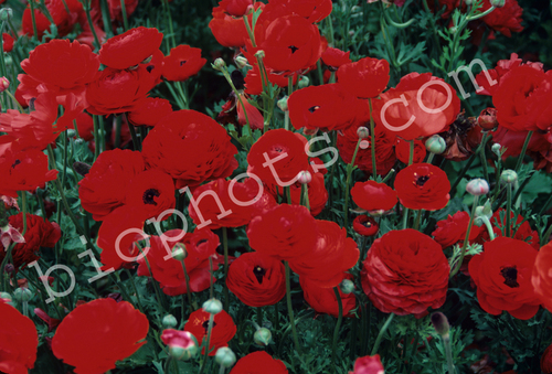 Red Rununculus