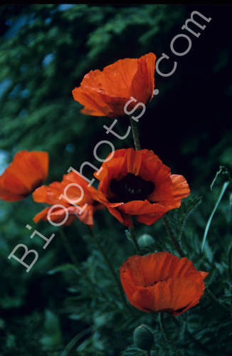 Poppies