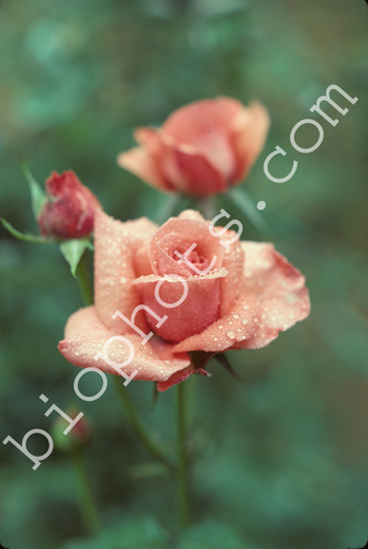 Salmon Pink Rose
