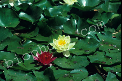  Red and Yellow Water Lily Plants