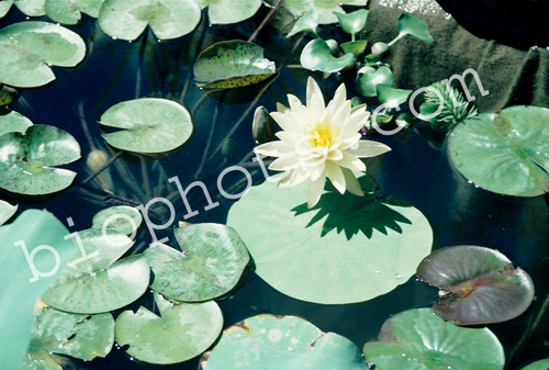 White Water Lily