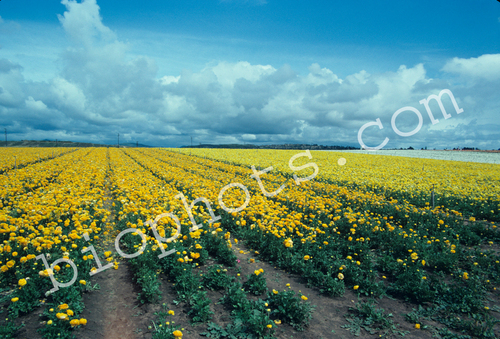 Yellow Rununculus Seed Beds
