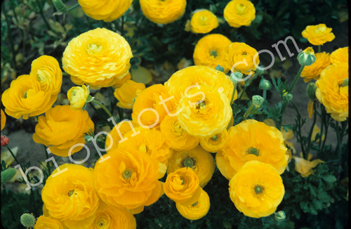 Yellow Rununculus