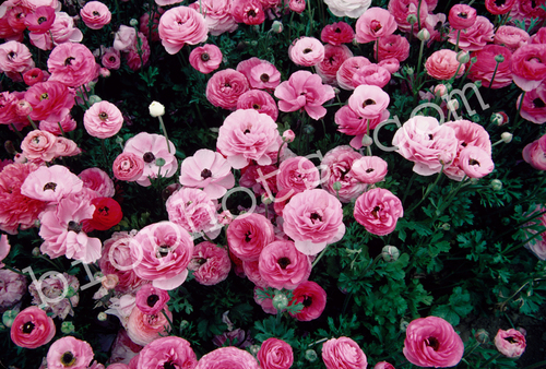 Pink Colored Rununculus
