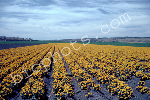 Marigolds Seed Beds, Lompoc, CA