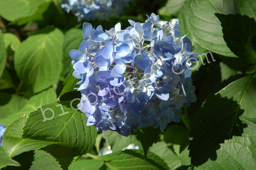 Blue Hydrangia