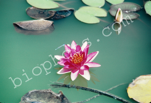 Red Water lily