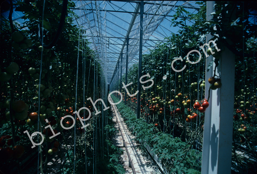 Hydroponic tomatoes