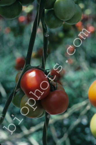 Hydroponic tomatoes