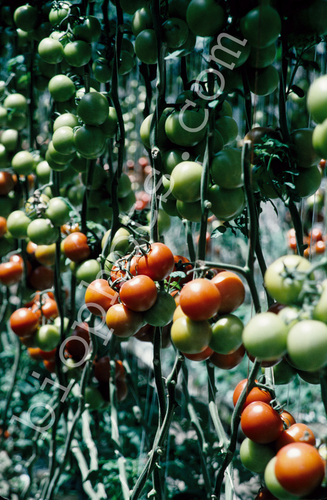Hydroponic tomatoes