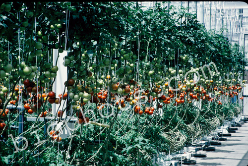 Hydroponic tomatoes