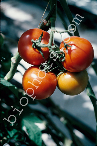 Hydroponic tomatoes