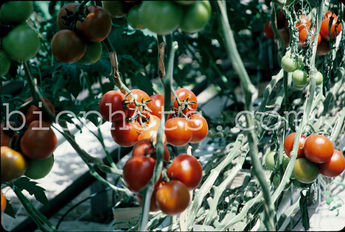 Hydroponic tomatoes