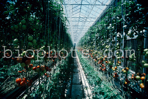 Hydroponic tomatoes