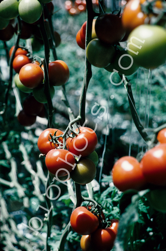 Hydroponic tomatoes