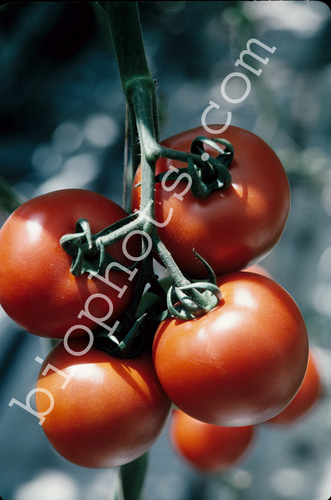 Hydroponic tomatoes