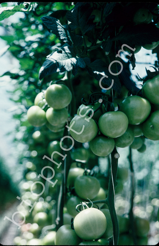 Hydroponic tomatoes