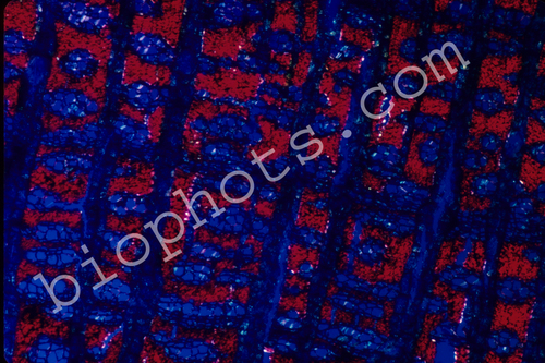 Tulip poplar bark Longitudinal x 40x