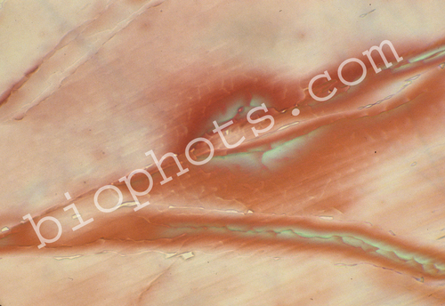 Acetimide Crystal 100x