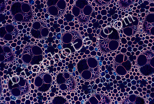 Smilax stem c.x. 100x