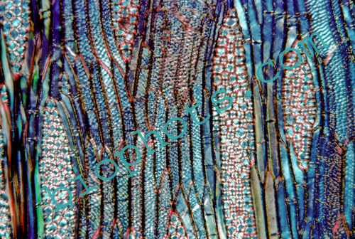 Black Birch, Betula nigra