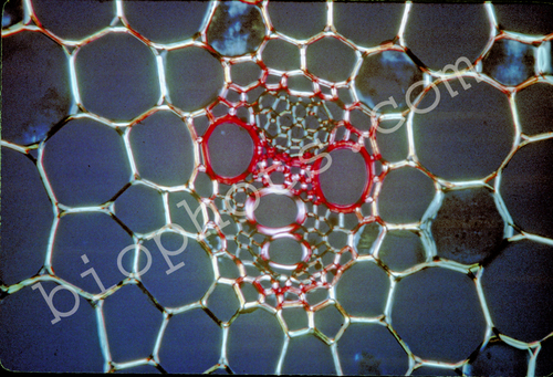 Vascular bundle monocot