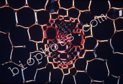 Monocot stem 100X