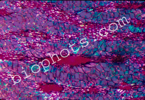 Magnolia grandiflora Bark at 100x