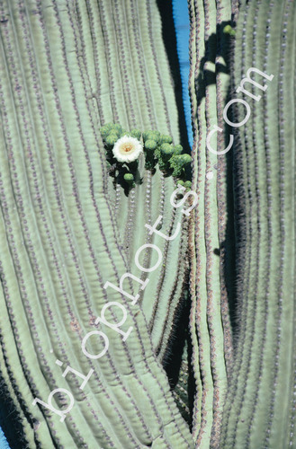 Saguaro Cactus