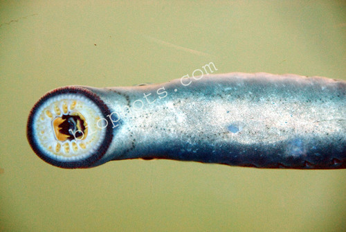 Mouth parts Lamprey eel